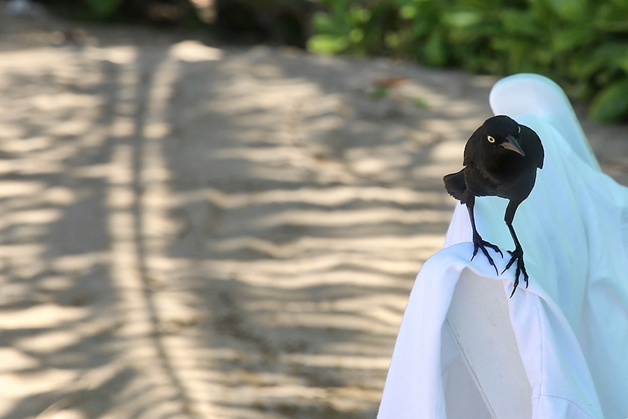 David & Leila (Puerto Rico) – Day 3 (July 28, 2013) Beach party. Emin Kuliyev — Award-Winning Wedding Photojournalist NYC & USA | Best Wedding Photographer Known for Candid, Timeless Moments