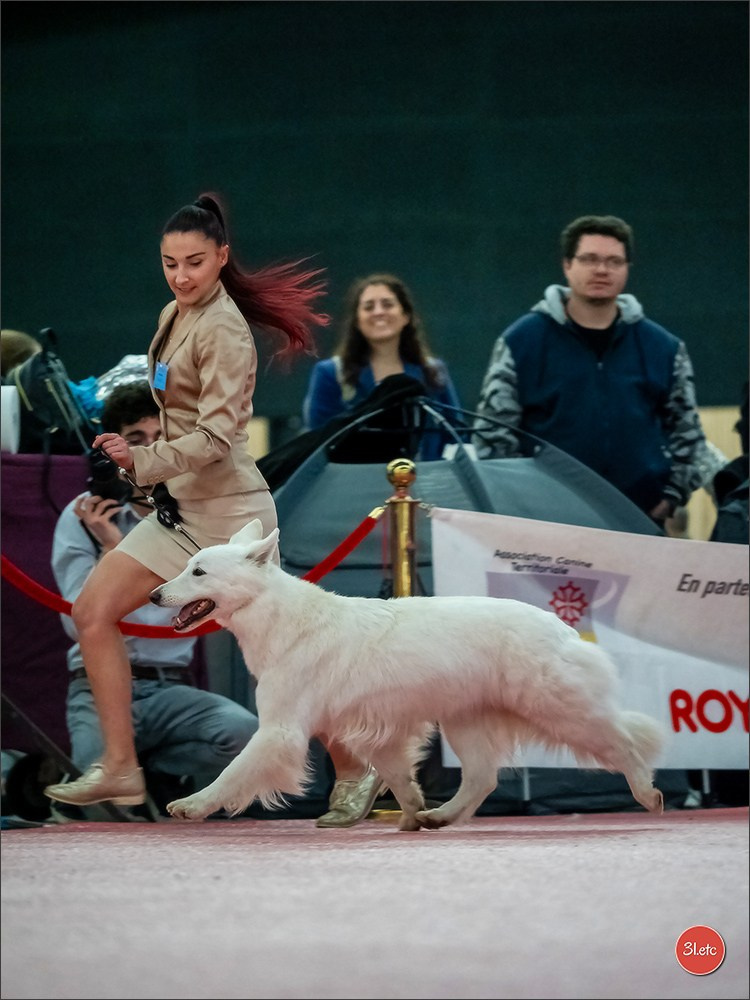 🇫🇷Exposition Canine Internationale de Perpignan. Photographe à Strasbourg | Portraits, Studio, Enfants, Événements