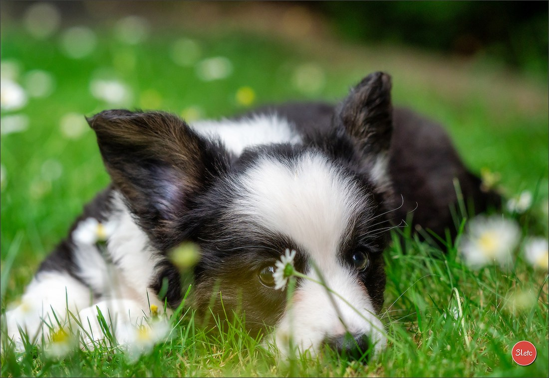 Puppies 03/06/2025. Photographe à Strasbourg | Portraits, Studio, Enfants, Événements