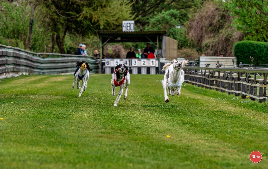 Der Windhund-Rennverein Kurpfalz e.V. (WRV-Kurpfalz) ist ein Windhundverein mit einer wunderschönen Anlage inklusive einer modernen Rasen-Re. Photographe à Strasbourg | Portraits, Studio, Enfants, Événements