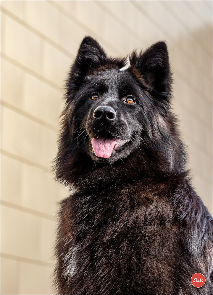 🇫🇷  Chalons en Champagne  🇫🇷  Expo canine  31/01-01/02/2026. Photographe à Strasbourg | Portraits, Studio, Enfants, Événements