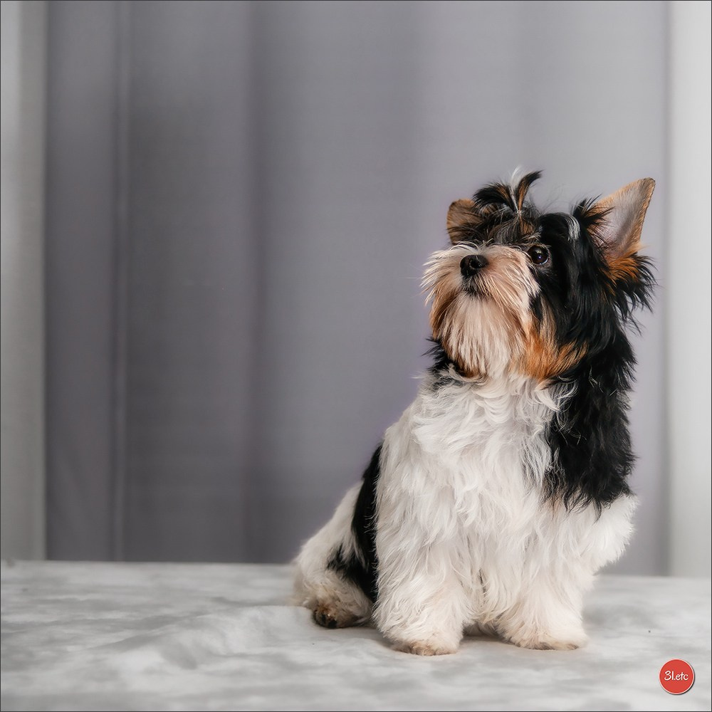 Yorkshire terrier biewer. Photographe à Strasbourg | Portraits, Studio, Enfants, Événements