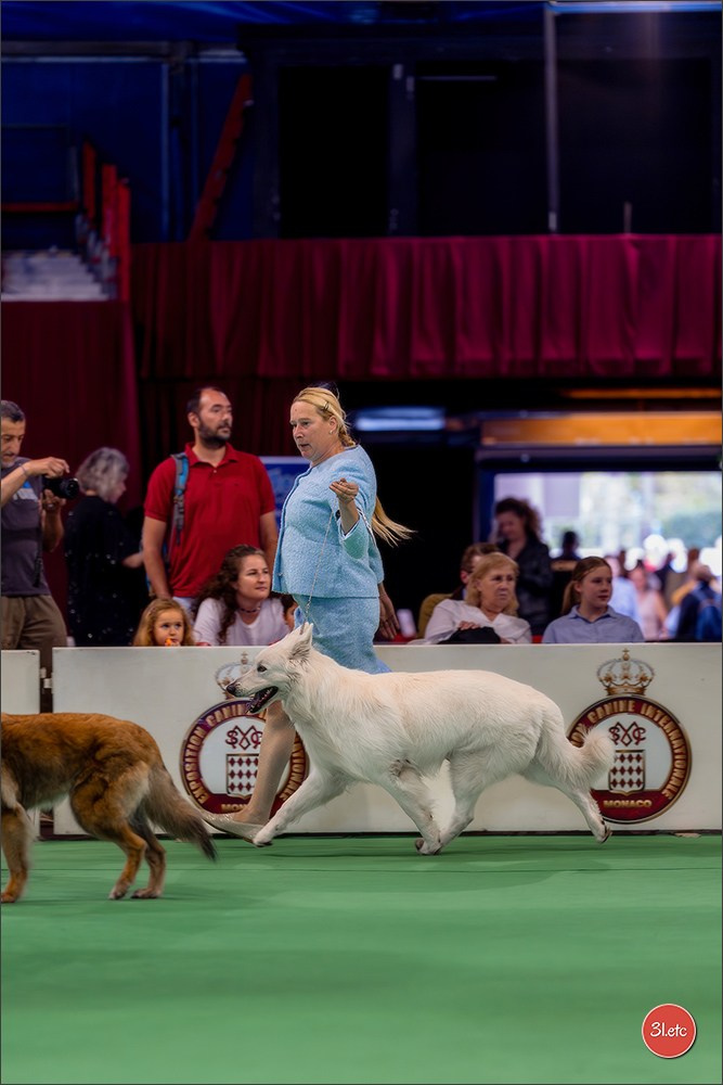 Expo canine 🇲🇨 Monaco 9-10/05/2026. Photographe à Strasbourg | Les animaux, Portraits, Studio, Événements