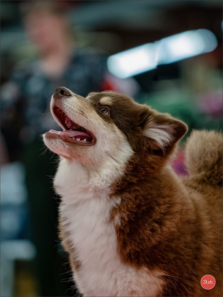 🇫🇷  Perpignan Dog Show  🇫🇷  Expo canine  17-18/01/2026. Photographe à Strasbourg | Portraits, Studio, Enfants, Événements