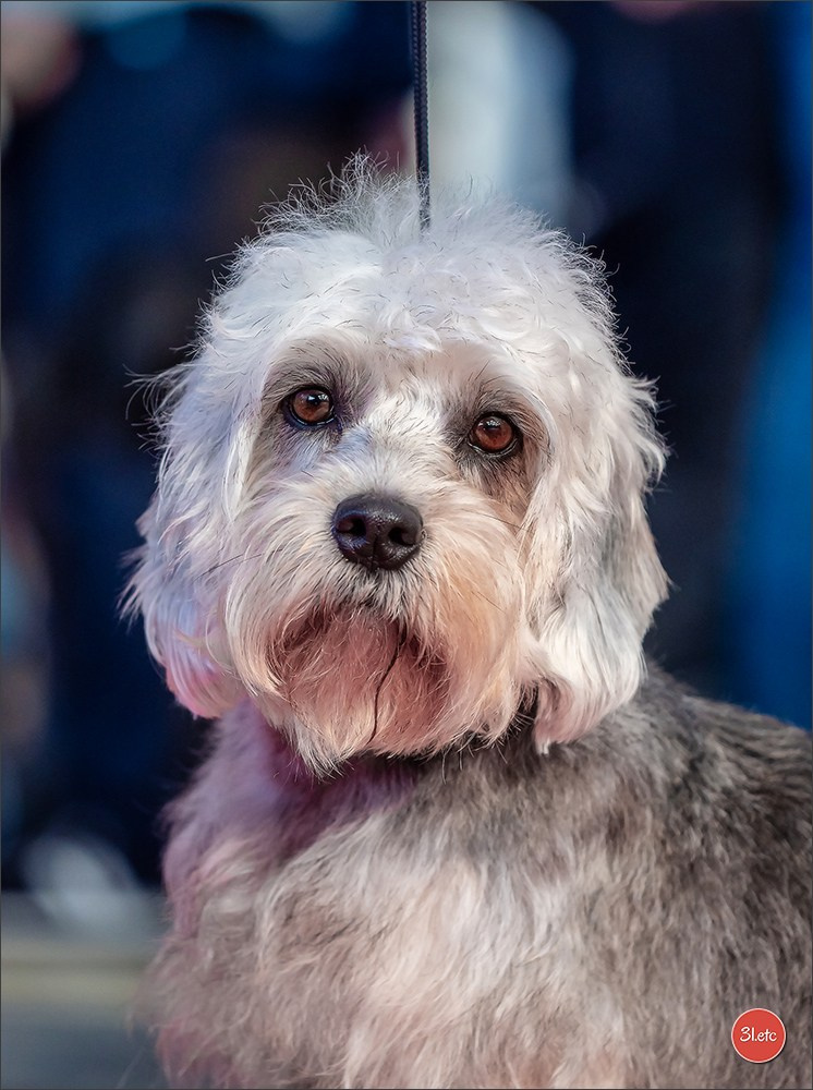 Exposition Canine à  Margny-lès-Compiègne 14-15/09/2024. Photographe à Strasbourg | Portraits, Studio, Enfants, Événements