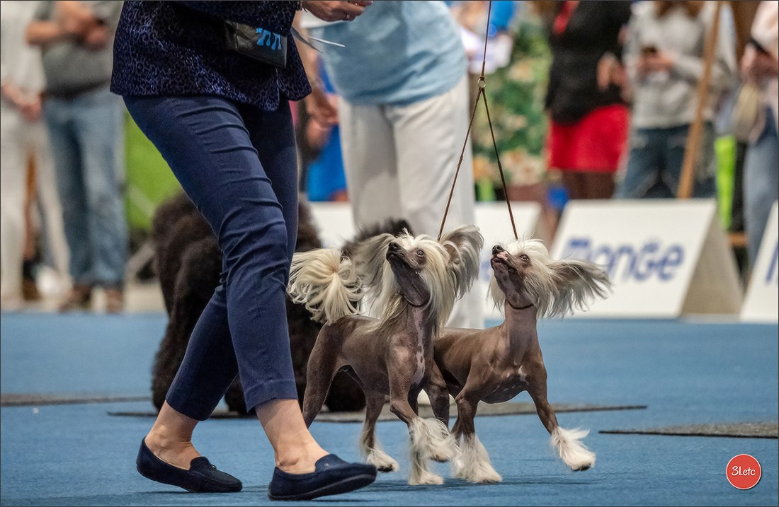 Dog Show Liege 🇧🇪 19-29/07/2025. Photographe à Strasbourg | Portraits, Studio, Enfants, Événements