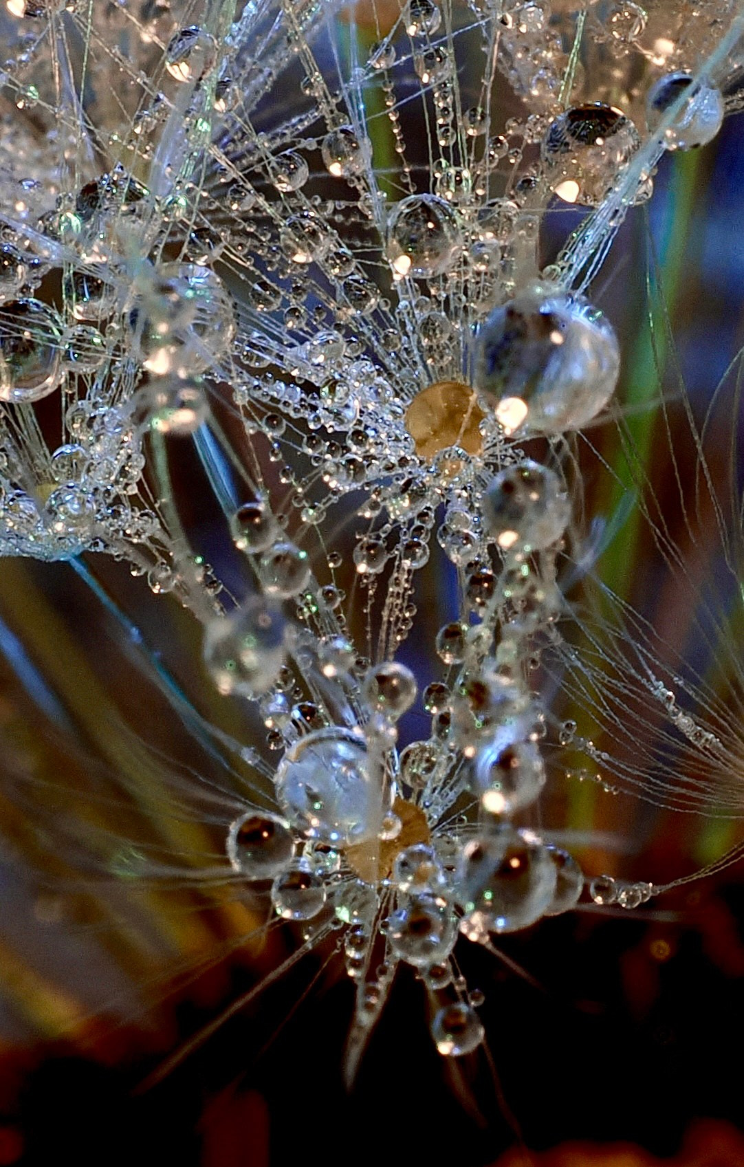 Portfolio. Bev bingham macro photographic artist