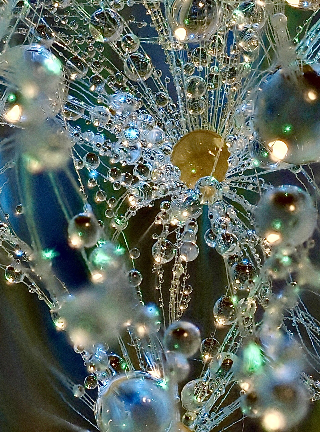 Portfolio. Bev bingham macro photographic artist