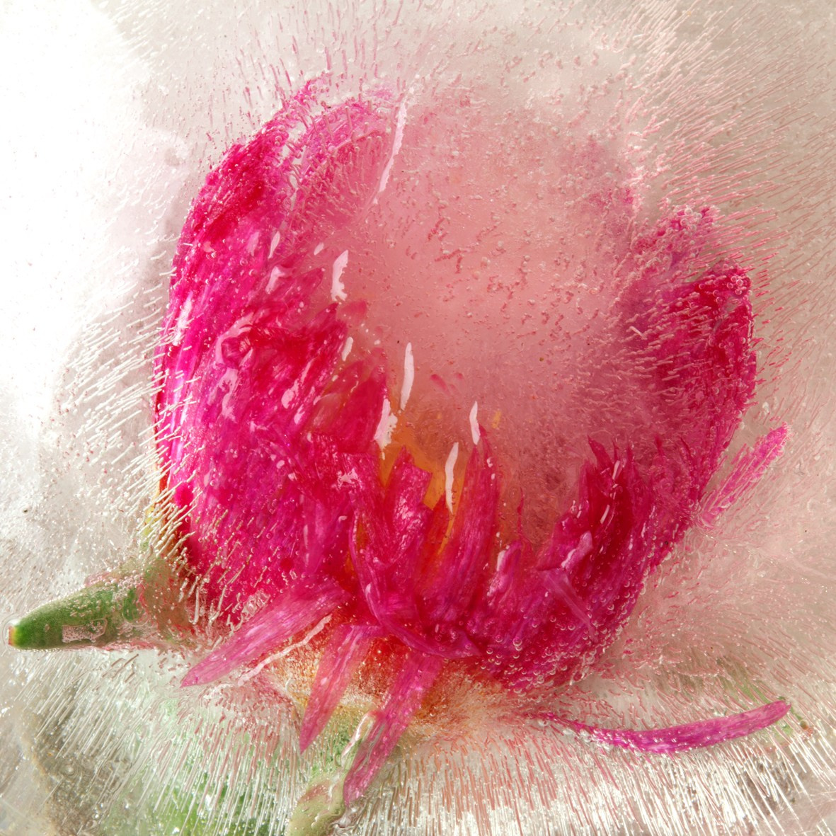 ALL RIGHTS RESERVED All images can be printed in 100 x 100 cm and 100 x 150 cm formats on the best fine art media. Other formats are available upon request. For further information, please contact the links on the main page of the site.