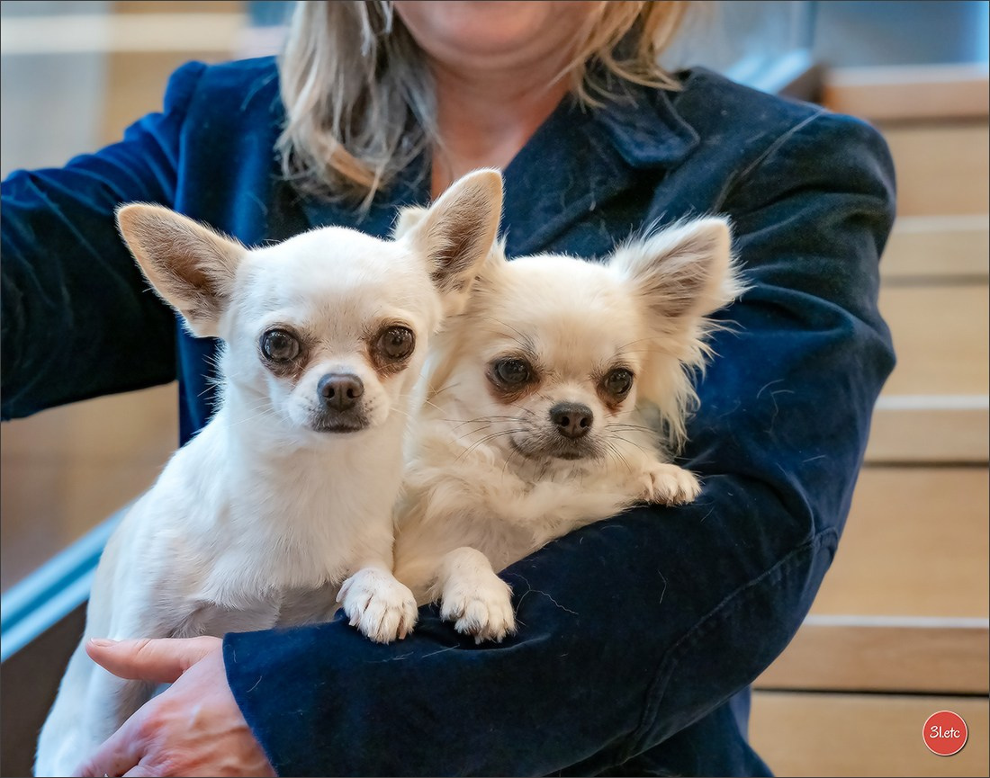 Dog Show WELS   🇦🇹  06-07/12/2025. Photographe à Strasbourg | Portraits, Studio, Enfants, Événements