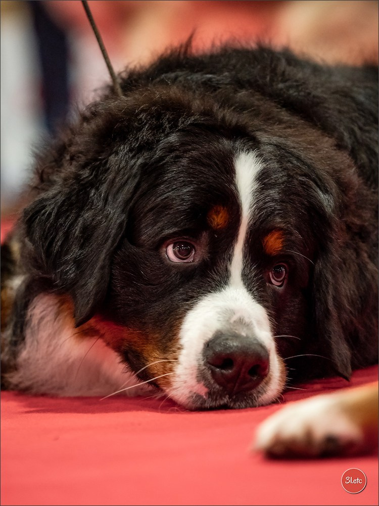 Expo canine  🇫🇷  Angers  22-23/03/2025. Photographe à Strasbourg | Portraits, Studio, Enfants, Événements