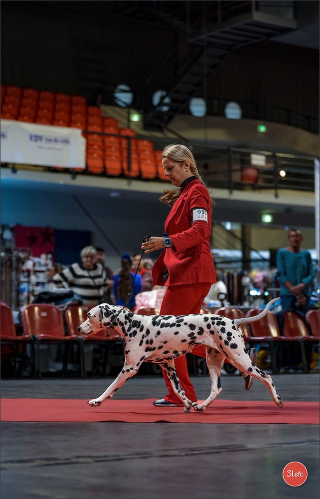 Expo canine 🇫🇷 Martigues 18-19/04/2026