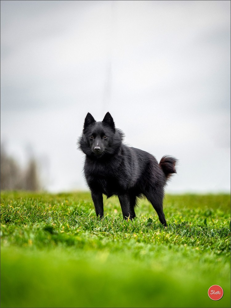 Expo canine 🇫🇷 Angers 22-23/03/2025. Photographe à Strasbourg | Portraits, Studio, Enfants, Événements