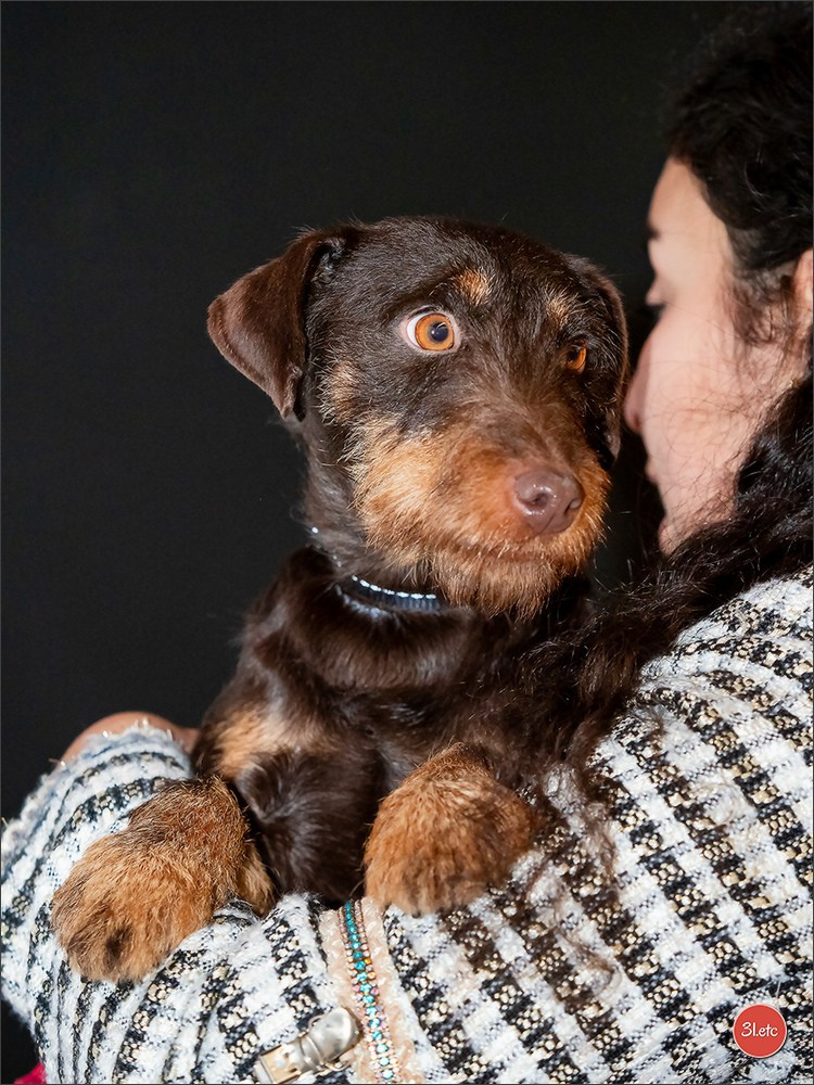 🇫🇷Exposition Canine Internationale de Perpignan. Photographe à Strasbourg | Portraits, Studio, Enfants, Événements