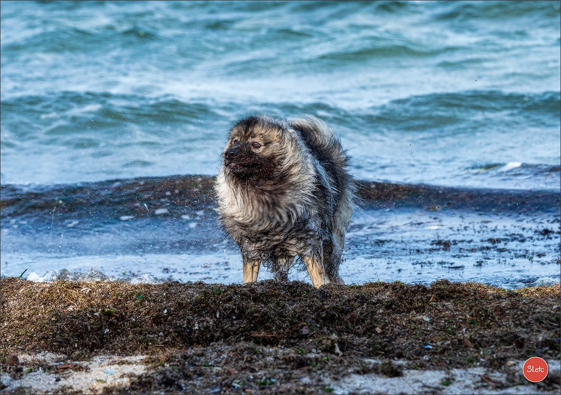 Expo canine 🇫🇷 Martigues  19-20/04/2025. Photographe à Strasbourg | Portraits, Studio, Enfants, Événements