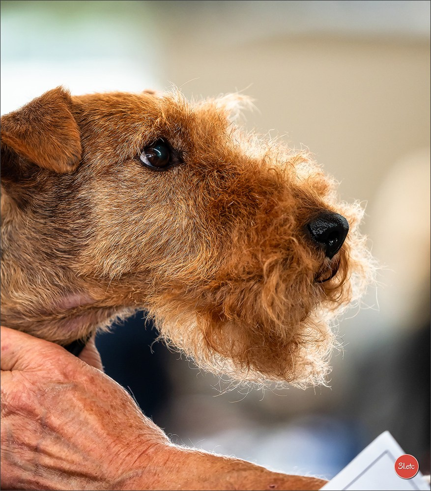 Exposition Canine à Karlsruhe 28-29/09/2024. Photographe à Strasbourg | Portraits, Studio, Enfants, Événements