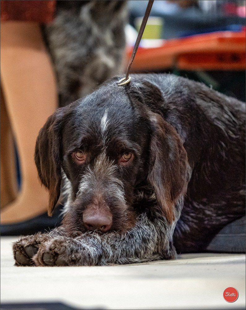 🇱🇺 LUXEMBOURG 🇱🇺 International Dog Show 🇱🇺 30/08 - 31/08/2025. Photographe à Strasbourg | Portraits, Studio, Enfants, Événements