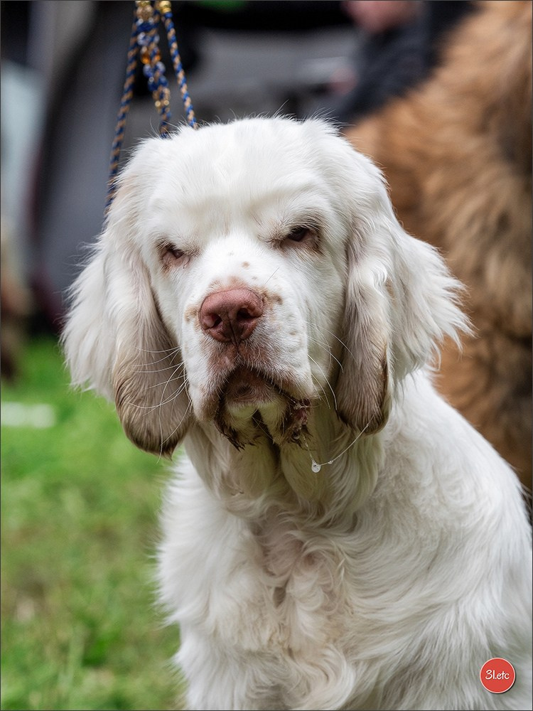 Expo canine Nancy  🇫🇷  25/05/2025. Photographe à Strasbourg | Portraits, Studio, Enfants, Événements