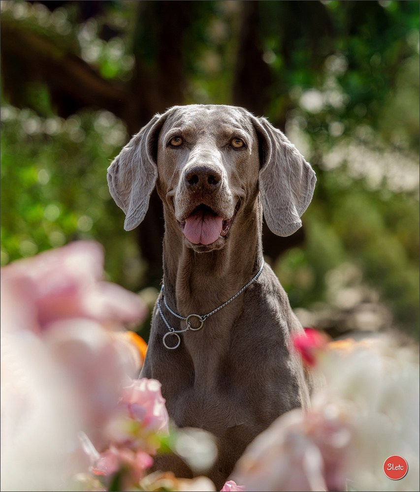 Expo canine 🇲🇨  Monaco 10-11/05/2025. Photographe à Strasbourg | Portraits, Studio, Enfants, Événements
