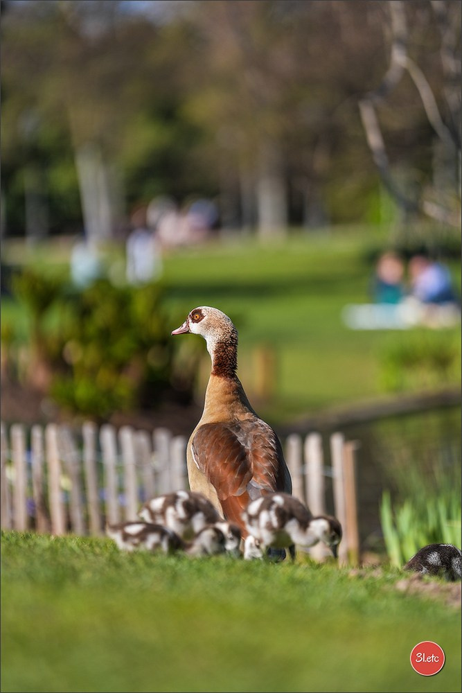 TEST ::: Sony Alpha 7 V (ILCE-7M5) 70-200mm f/2.8 GM II OSS. Photographe à Strasbourg | Portraits, Studio, Enfants, Événements