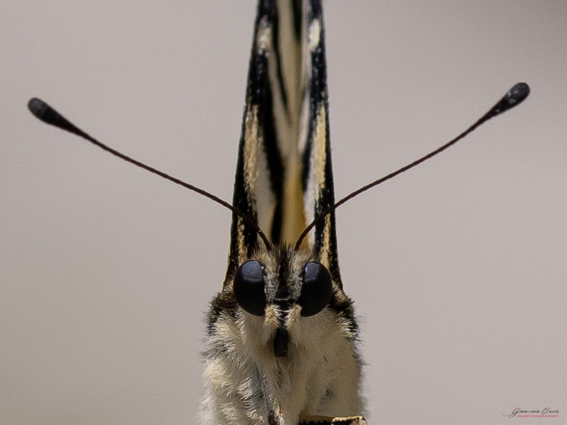 Farfalle. “Gianmaria Coscia fotografo per passione”