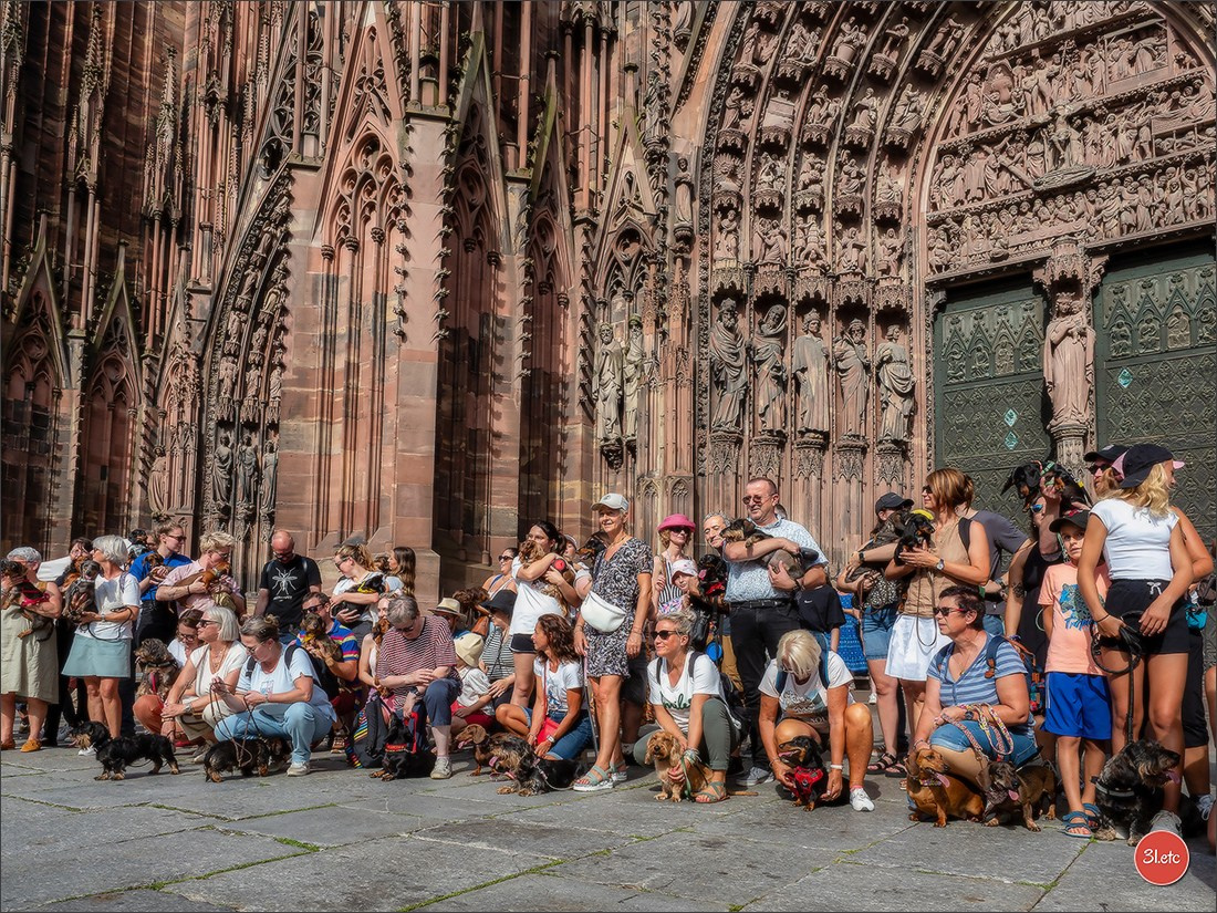 Teckels Parade Strasbourgeoise  Vous pouvez voir le galerie de photos. Photographe à Strasbourg | Portraits, Studio, Enfants, Événements