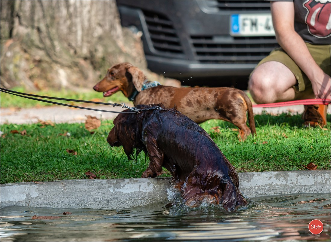 Teckels Parade Strasbourgeoise  Vous pouvez voir le galerie de photos. Photographe à Strasbourg | Portraits, Studio, Enfants, Événements