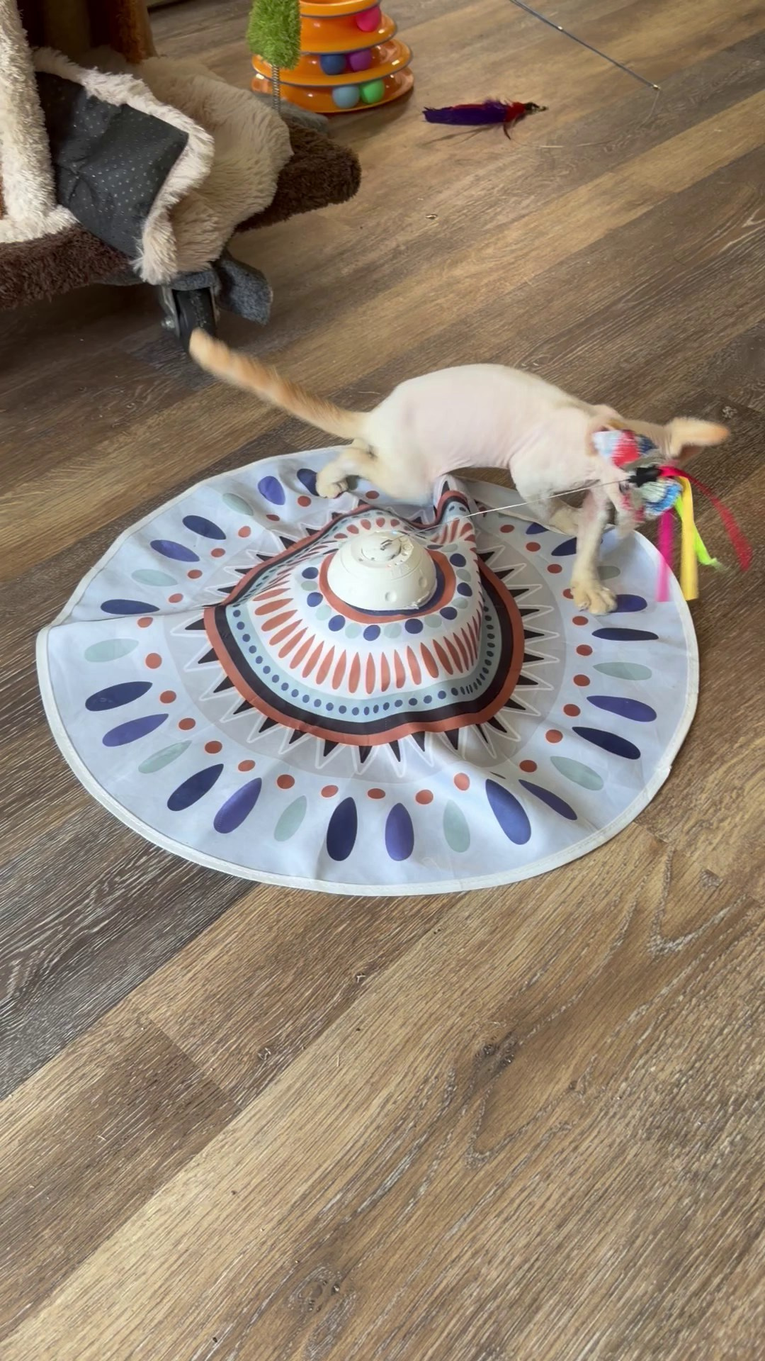 Rafael, boy, born 05.08.26. Devon Rex Pixie Cattery