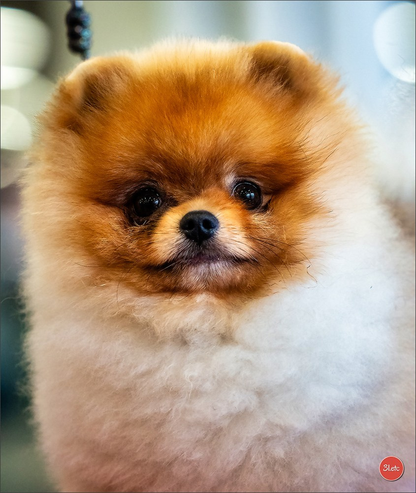 EXPOSITION CANINE NATIONALE ET INTERNATIONALE DE METZ (ACT LORRAINE) METZ (57) - 09 & 10/11/2024. Photographe à Strasbourg | Portraits, Studio, Enfants, Événements