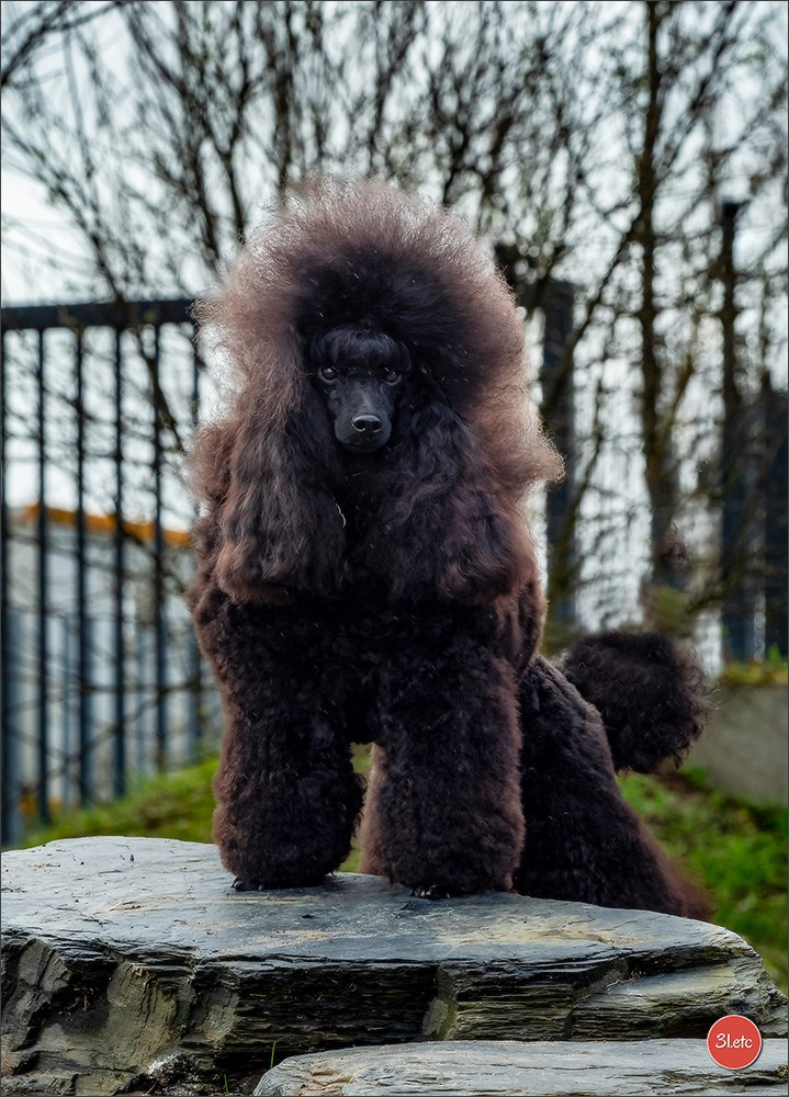 Expo canine  🇫🇷  Angers  22-23/03/2025. Photographe à Strasbourg | Portraits, Studio, Enfants, Événements