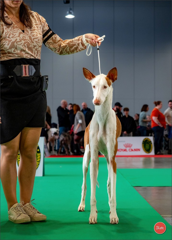 🇫🇷  Chalons en Champagne  🇫🇷  Expo canine  31/01-01/02/2026. Photographe à Strasbourg | Portraits, Studio, Enfants, Événements
