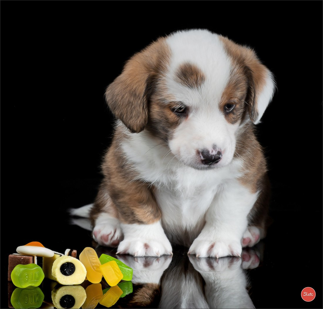 Photographie animalière. Photographe à Strasbourg | Portraits, Studio, Enfants, Événements