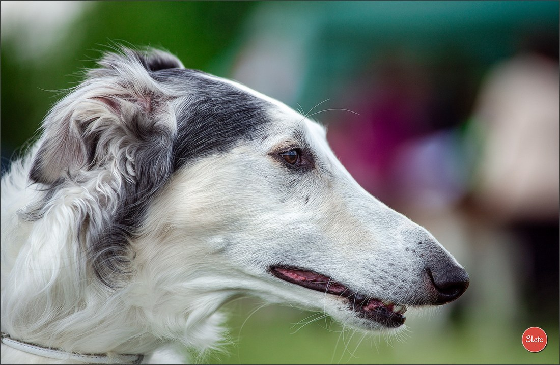 Dog Show Rieden 🇩🇪 16-18/05/2025. Photographe à Strasbourg | Portraits, Studio, Enfants, Événements