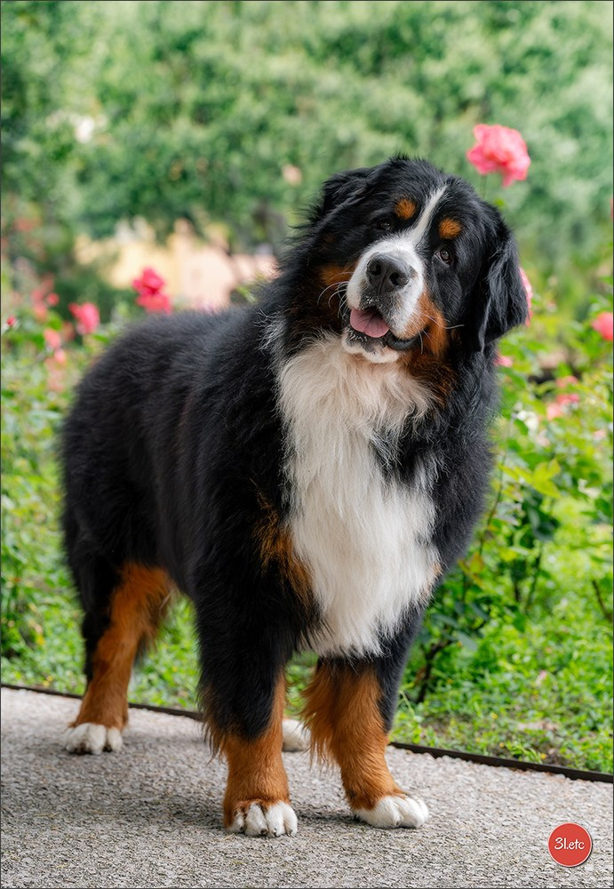 Expo canine 🇲🇨 Monaco 9-10/05/2026. Photographe à Strasbourg | Les animaux, Portraits, Studio, Événements