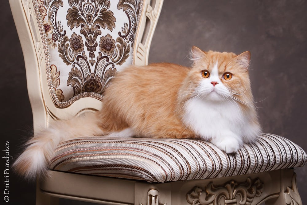 LEMMIKLOOMADE PILDISTAMINE