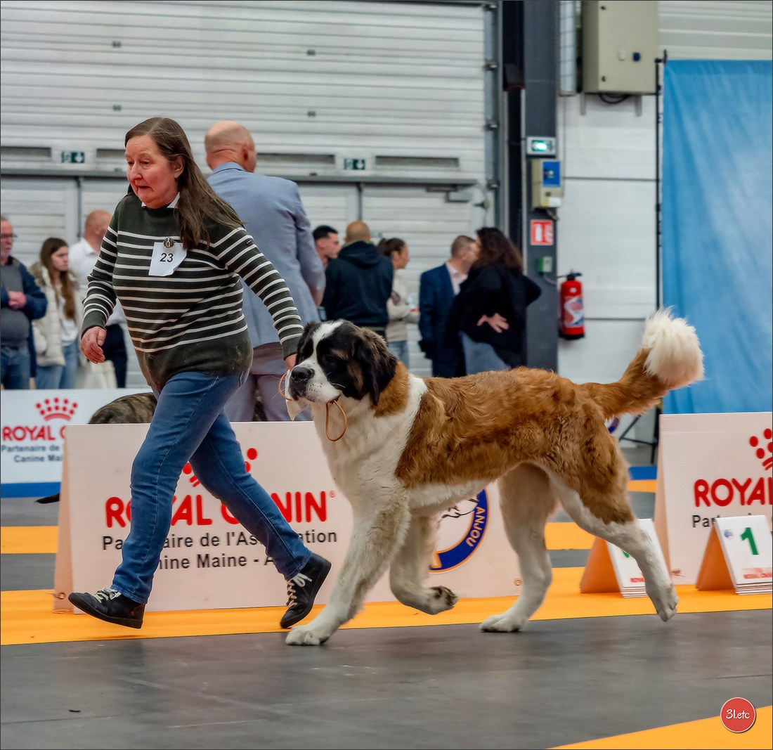 Expo canine  🇫🇷  Angers  22-23/03/2025. Photographe à Strasbourg | Portraits, Studio, Enfants, Événements