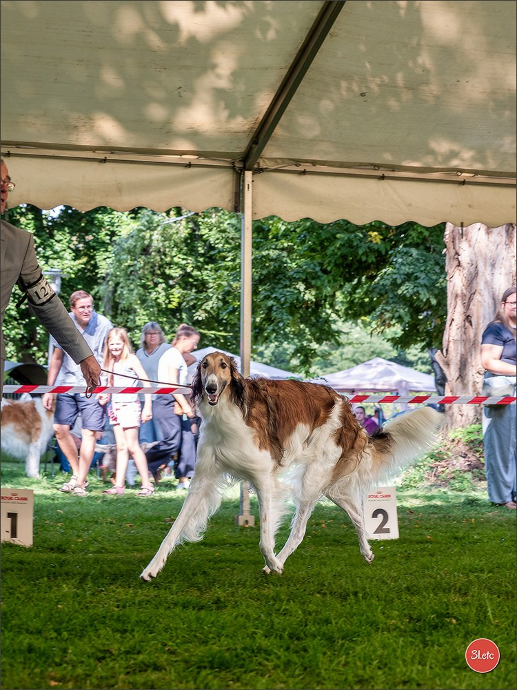 Dog Show Ludwigshafen  🇩🇪  16-17/08/2025. Photographe à Strasbourg | Portraits, Studio, Enfants, Événements