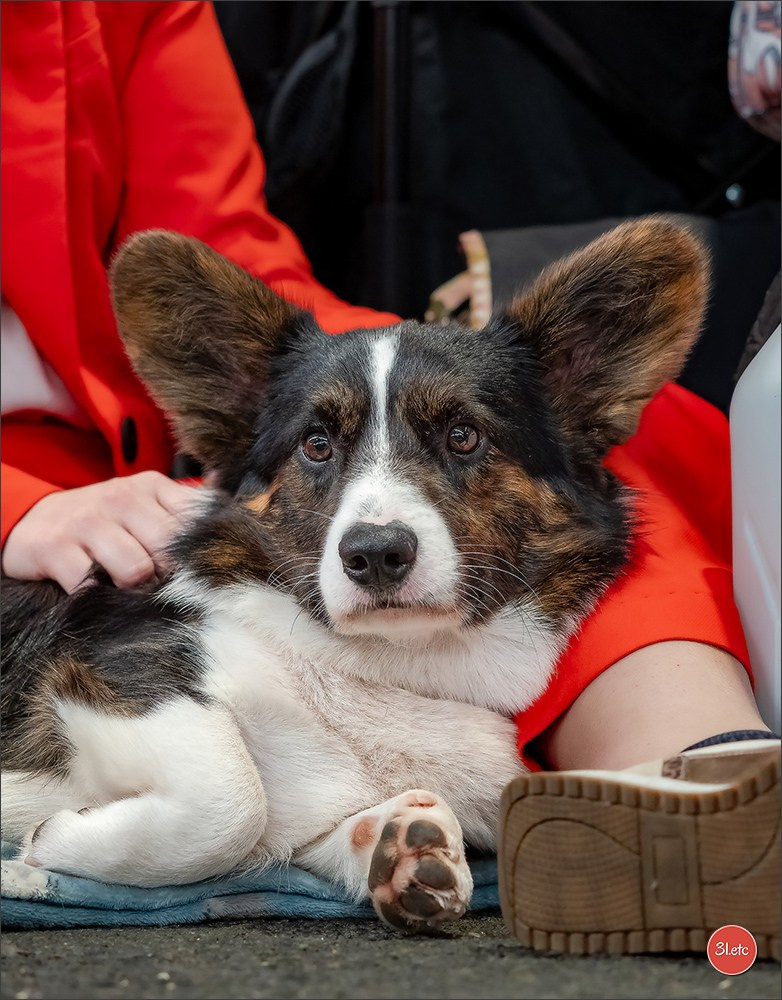 Expo canine 🇫🇷 Poitiers 18-19/10/2025. Photographe à Strasbourg | Portraits, Studio, Enfants, Événements