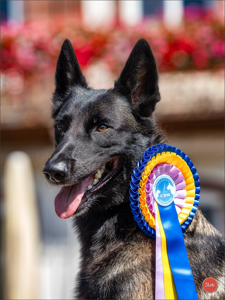 Expo canine Strasbourg  🇫🇷  23-24/08/2025. Photographe à Strasbourg | Portraits, Studio, Enfants, Événements