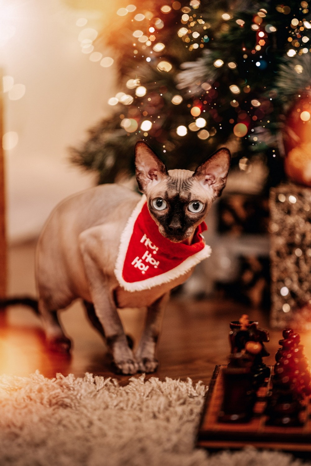 NOVOGODIŠNJA FOTOGRAFISANJA. Fotografi iz Backog Petrovca David i Andrea Stojanovic