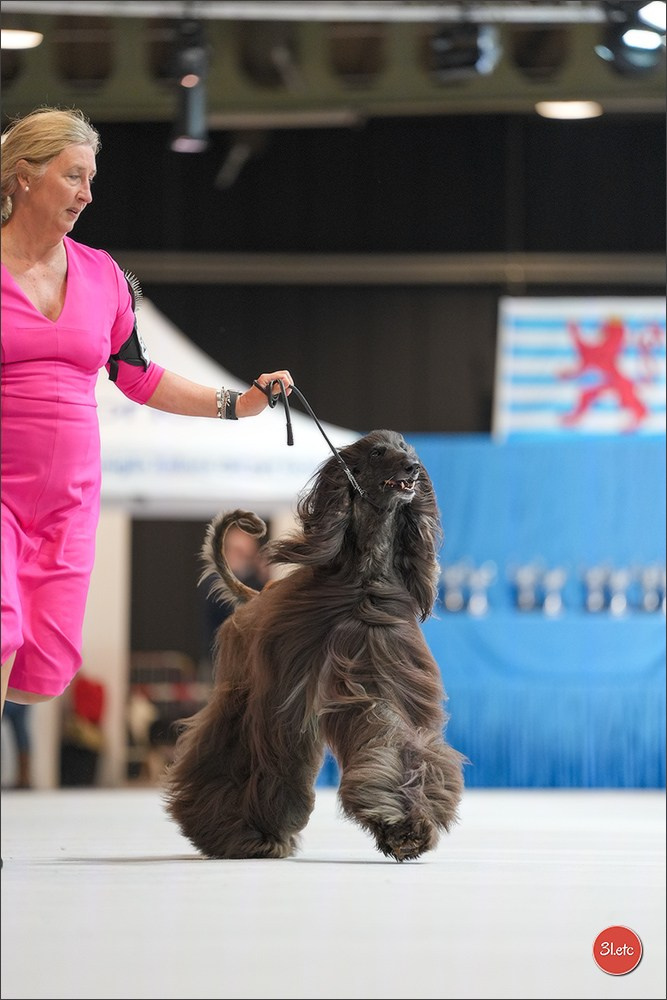 🇱🇺 LUXEMBOURG 🇱🇺 International Dog Show 4-5/04/2026. Photographe à Strasbourg | Portraits, Studio, Enfants, Événements