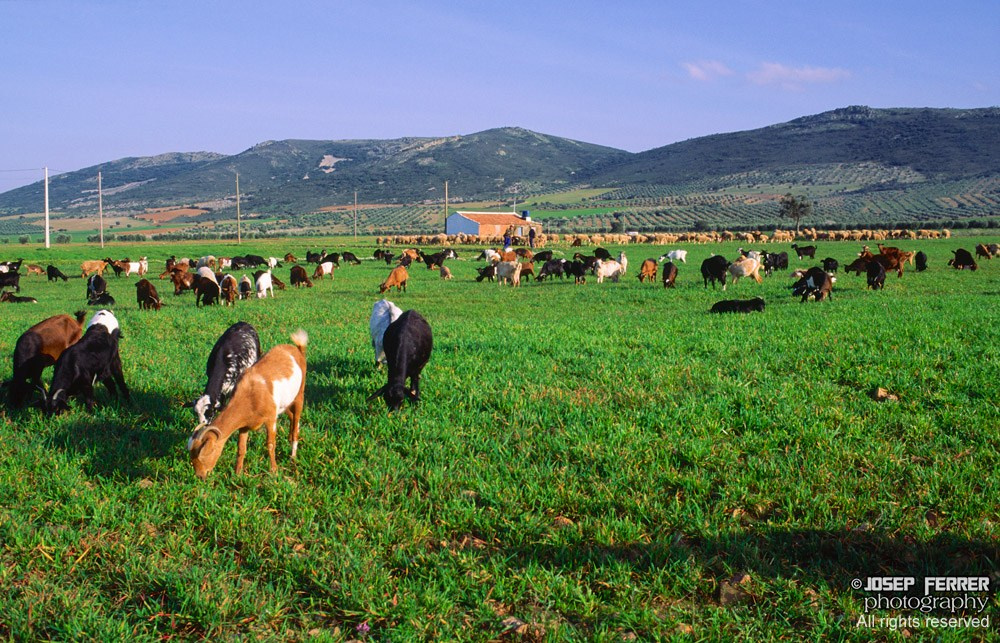 Goats, Castilla-La Mancha, Spain