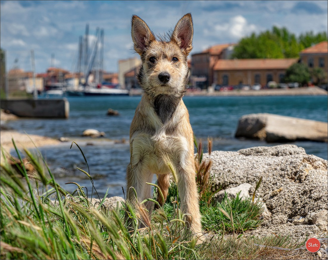 Expo canine 🇫🇷 Martigues  19-20/04/2025. Photographe à Strasbourg | Portraits, Studio, Enfants, Événements
