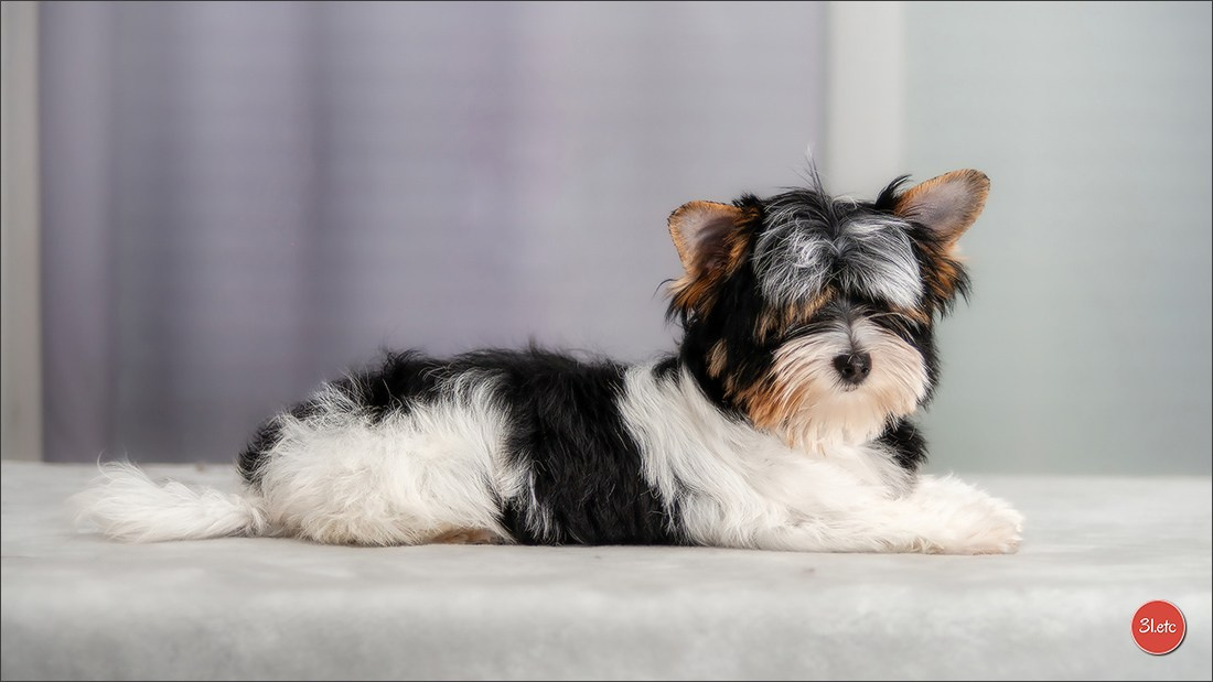 Yorkshire terrier biewer. Photographe à Strasbourg | Portraits, Studio, Enfants, Événements