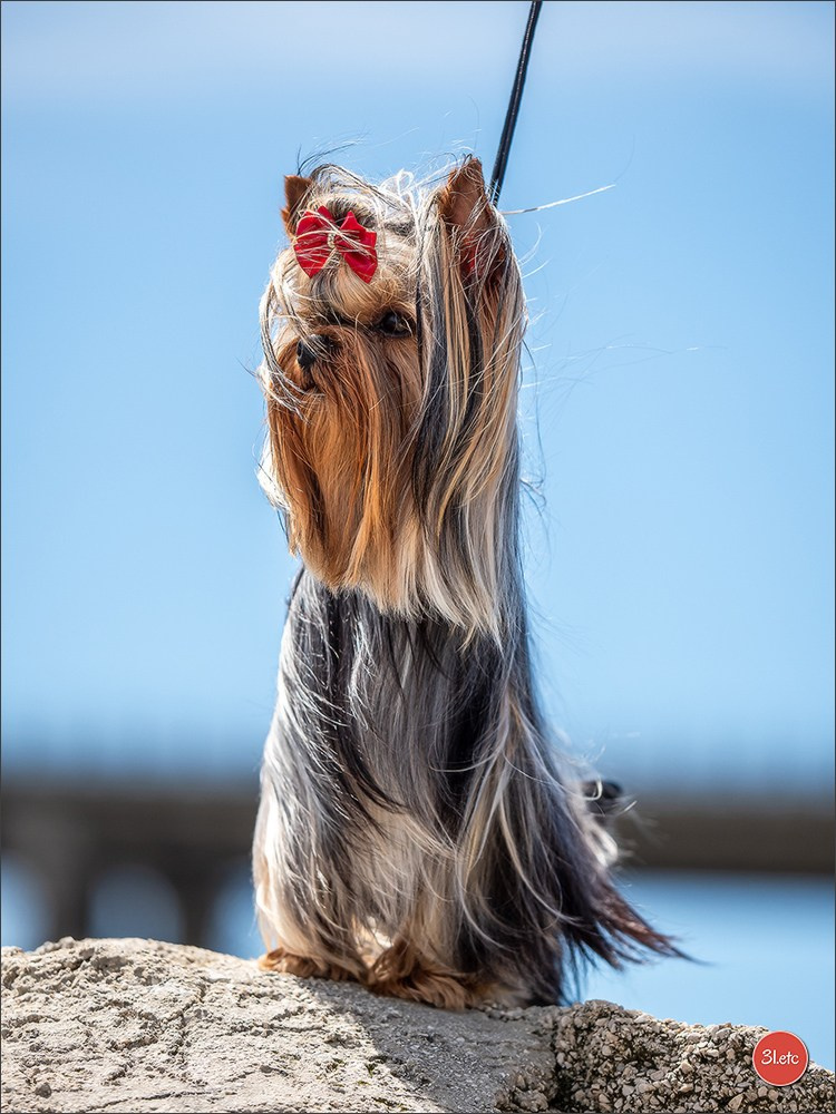 Expo canine 🇫🇷 Martigues  19-20/04/2025. Photographe à Strasbourg | Portraits, Studio, Enfants, Événements