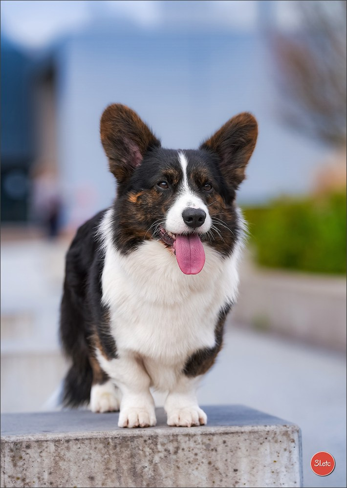 🇱🇺 LUXEMBOURG 🇱🇺 International Dog Show 4-5/04/2026. Photographe à Strasbourg | Portraits, Studio, Enfants, Événements