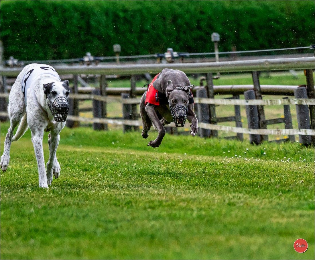 Der Windhund-Rennverein Kurpfalz e.V. (WRV-Kurpfalz) ist ein Windhundverein mit einer wunderschönen Anlage inklusive einer modernen Rasen-Re. Photographe à Strasbourg | Portraits, Studio, Enfants, Événements