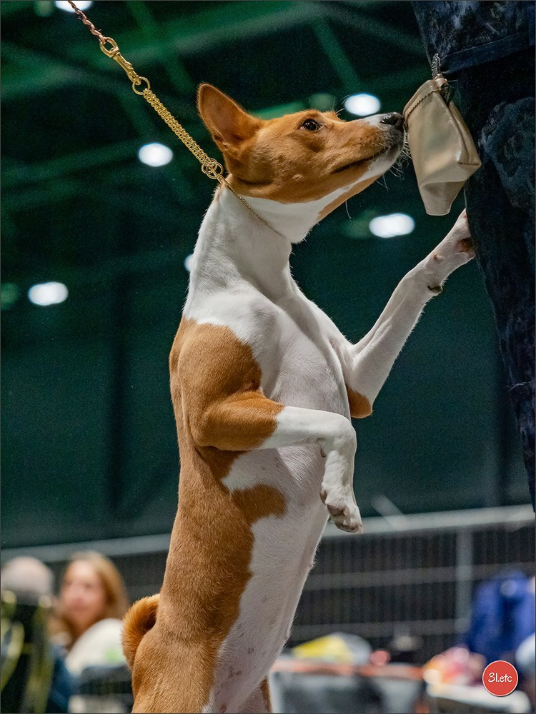 🇳🇱 IDS Maastricht 27/28 Sept 2025 🇳🇱. Photographe à Strasbourg | Portraits, Studio, Enfants, Événements