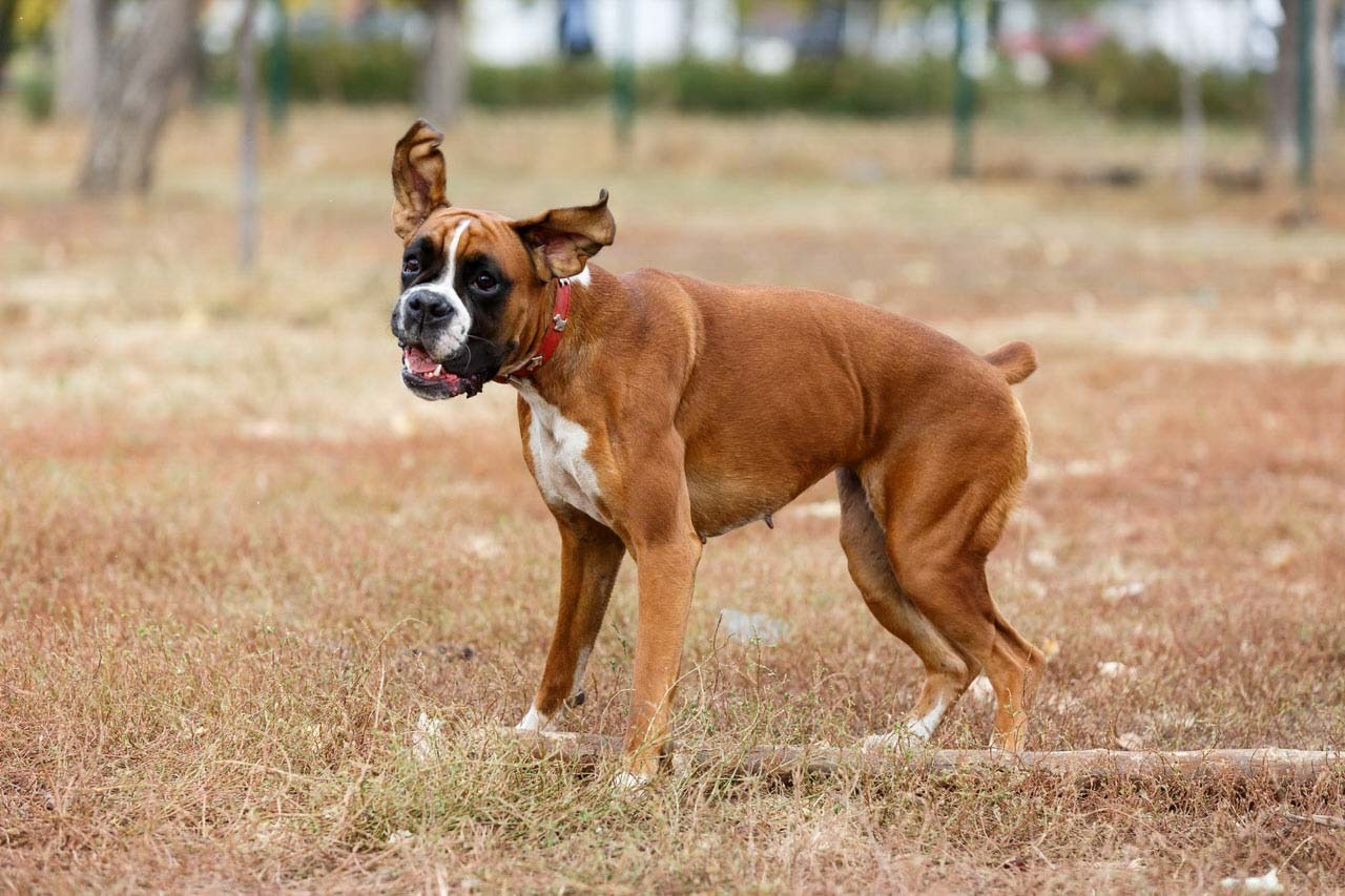 Pas bokser sa razigranim ušima u svom prirodnom okruženju na livadi.