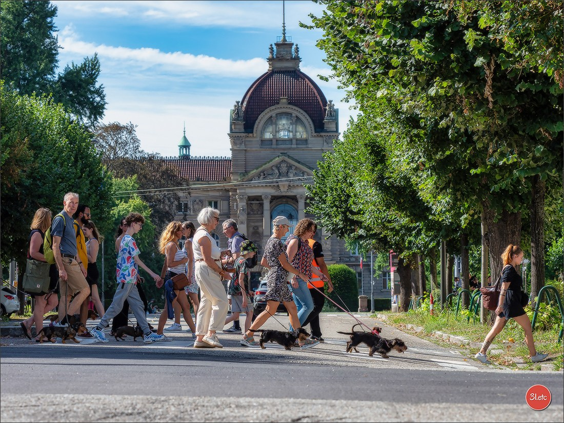 Teckels Parade Strasbourgeoise  Vous pouvez voir le galerie de photos. Photographe à Strasbourg | Portraits, Studio, Enfants, Événements